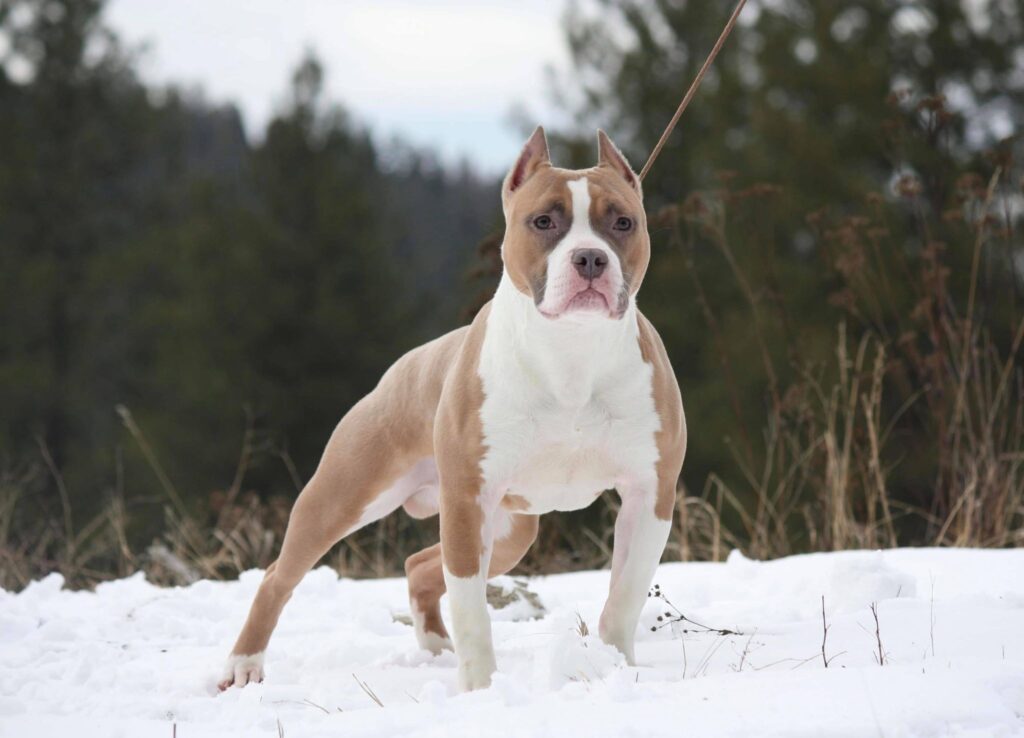 Pit Bull Weight Pull Purebred Show Quality Cropped Ears