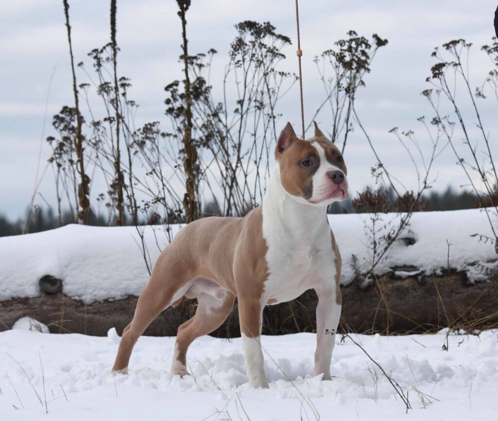 UKC Show dog purebred in USA Pit Bull Weight Pull Purebred Show Quality Cropped Ears