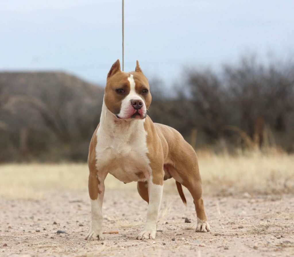 UKC Show dog purebred in USA