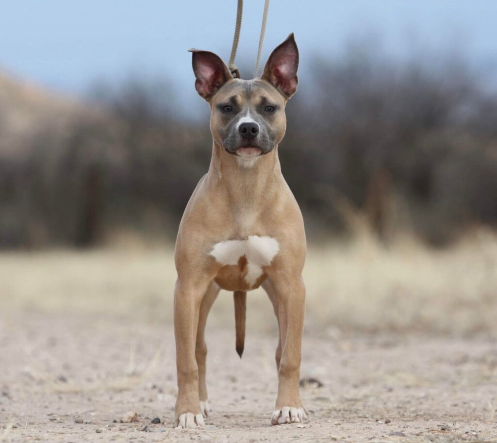 Pure Bred APBT UKC Showdog Pit Bull Standing Blue Nose Fawn Uncropped Ears American Pit Bull Terrier Show Stance Purebred APBT