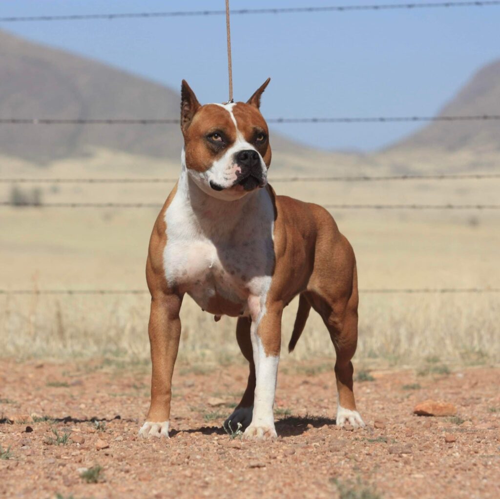 BFR Kennels pitbull muscles cropped ear Pit Bull, UKC Show Quality