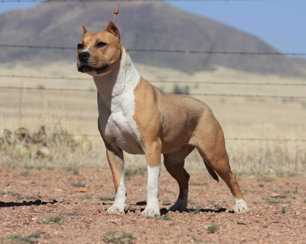 Red & White APBT from Texas