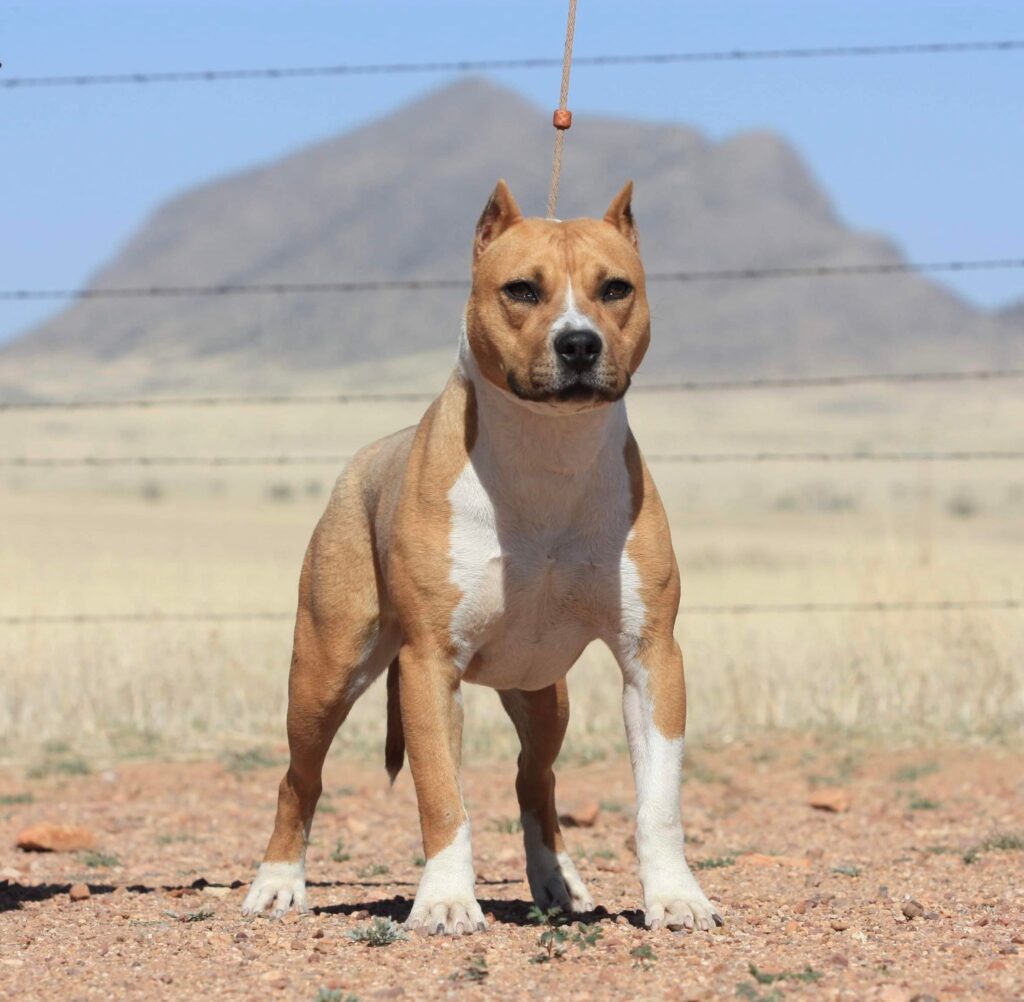 Cropped Ears Pit Bull UKC APBT Arizona Benson Tucson Breeder