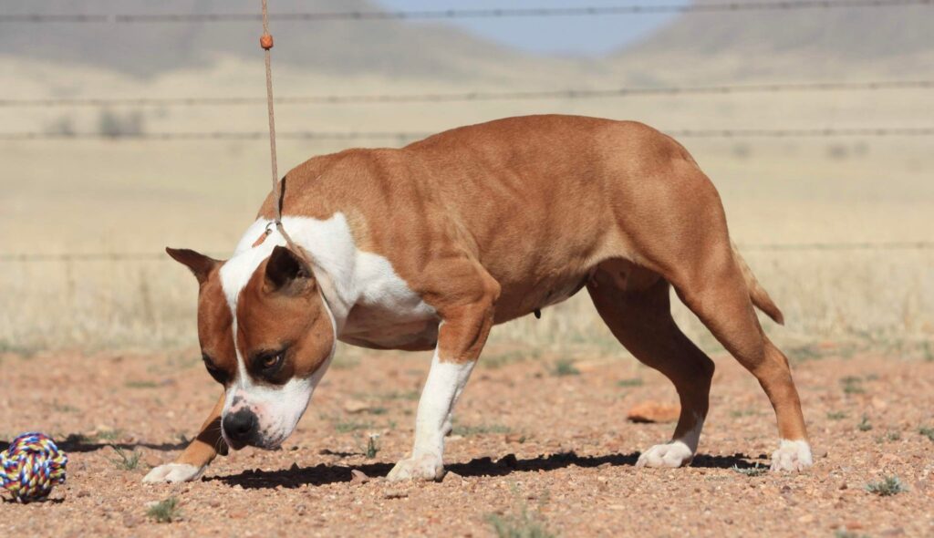 Pit Bull playing, muscles, breeder, Arizona