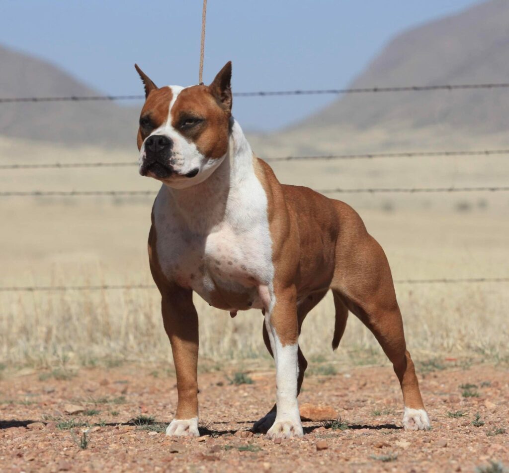 American Pit Bull Terrier Head