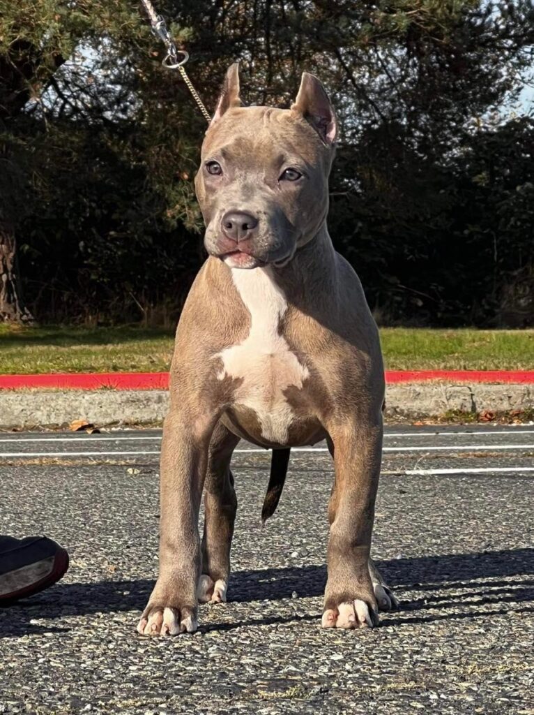 APBT UKC Breeder Arizona Cropped Ears Purebred Standing Show Quality