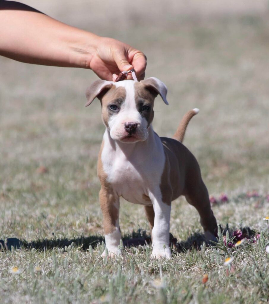 APBT Purebred Pit Bull Puppy Breeder Benson AZ Tucson AZ Breeder from Elgin