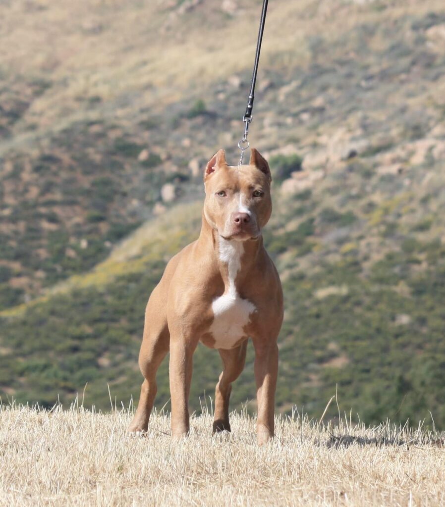 Pitbull muscles cropped ear Pit Bull, UKC Show Quality Red Nose