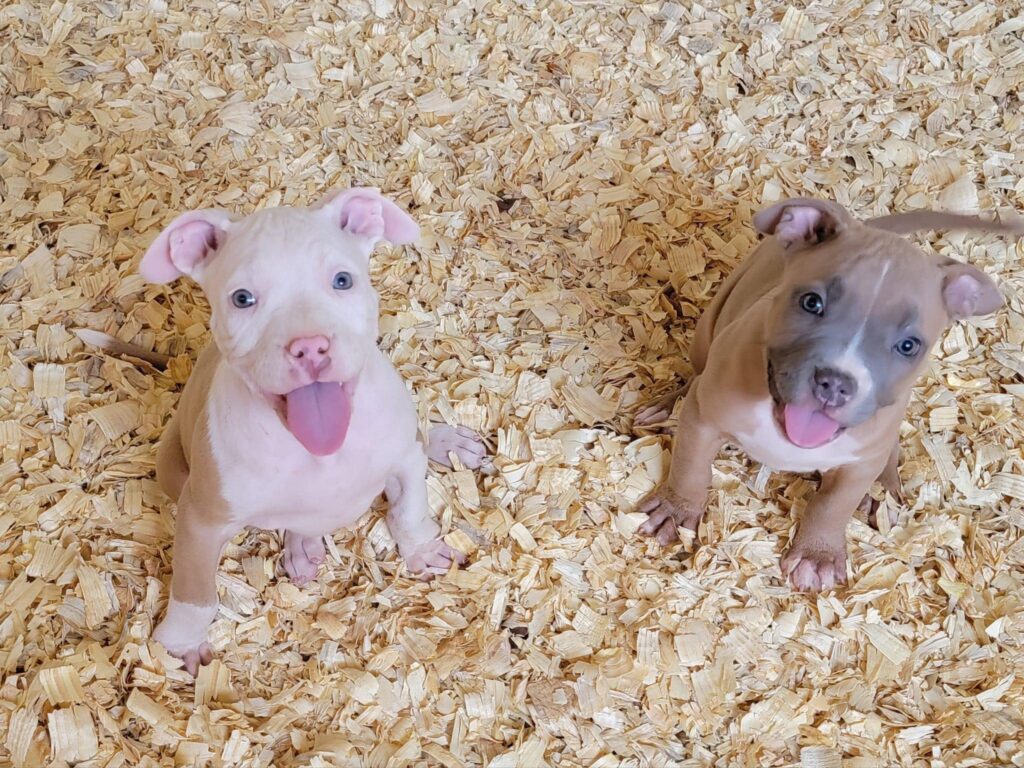 Pitbull muscles cropped ear Pit Bull, UKC Show Quality Red Nose