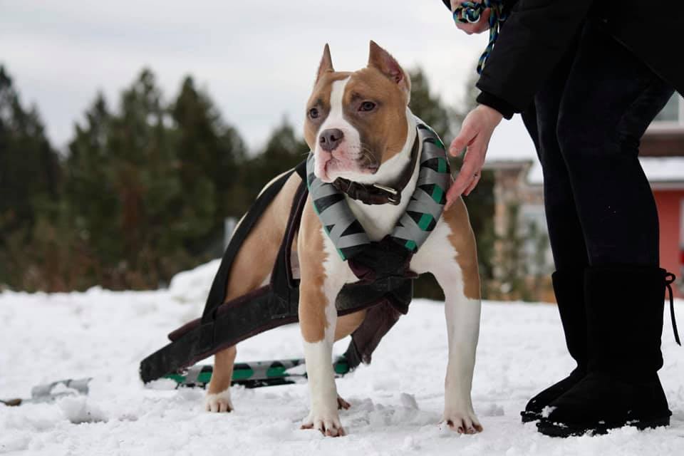 UKC Show dog purebred in USA Pit Bull Weight Pull Purebred Show Quality Cropped Ears