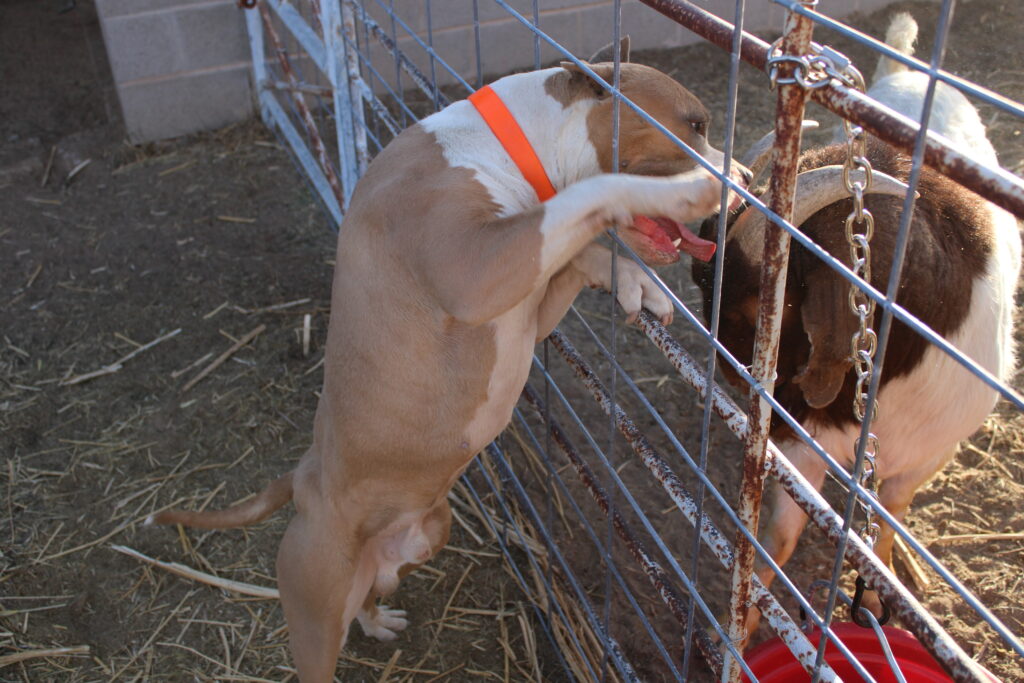 Bluenose Bluefawn Show Quality Pitbull from Michigan Pit Bull Breeders in Arizona Phoenix Tucson Benson Sierra Vista