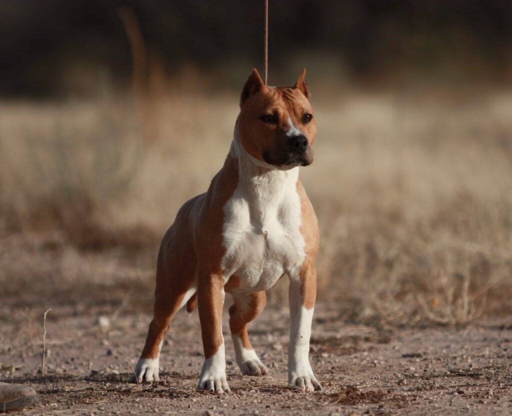 BFR APBT UKC Breeder Arizona Cropped Ears Purebred Standing Show Quality